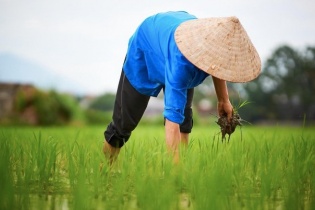 Thành lập mạng lưới đổi mới, sáng tạo lương thực thực phẩm tại Việt Nam