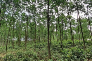 Sử dụng hiệu quả đất lâm nghiệp trong bối cảnh mới