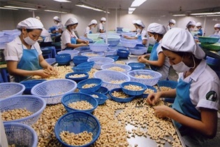 Tình trạng "tranh mua, tránh bán" hủy hoại ngành điều Việt Nam