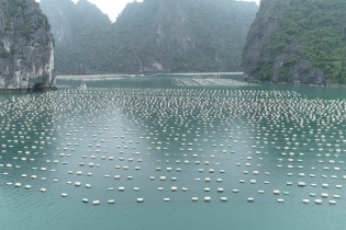 Quảng Ninh “trải thảm đỏ” đón nhà đầu tư vào lĩnh vực nuôi biển