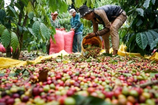 Quy định chống phá rừng của châu Âu có thể làm rung chuyển thị trường cà phê toàn cầu