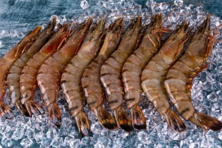 Tôm Việt Nam xuất khẩu sang Mỹ nguy cơ gánh thêm thuế chống trợ cấp