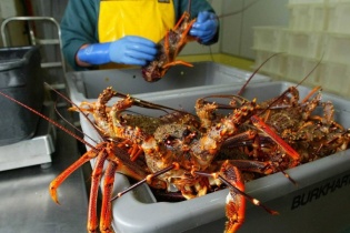 Doanh nghiệp thủy sản gặp khó khi xuất hàng sang EU vì vướng kiểm tra chuyên ngành