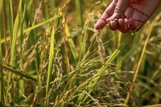 “Con dao hai lưỡi” khi Philippines cắt giảm mạnh thuế nhập khẩu gạo