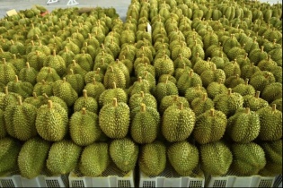 Sầu riêng Việt đe dọa vị thế top 1 của sầu riêng Thái Lan tại Trung Quốc