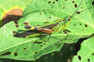 Bộ Nông nghiệp chỉ đạo khẩn với dịch châu chấu tre