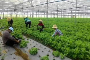 Bộ Tài chính đề xuất tiếp tục miễn thuế sử dụng đất nông nghiệp đết hết năm 2030