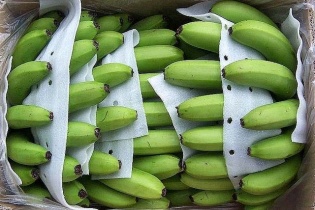 Chuối Việt Nam giữ ngôi vương tại thị trường Trung Quốc