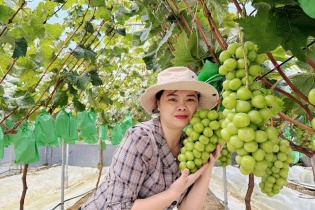 Ngây ngất trước vườn nho sữa xanh mướt đầu tiên tại Lào Cai