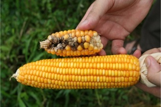  Ngành công nghệ sinh học Việt Nam vắng bóng khối tư nhân