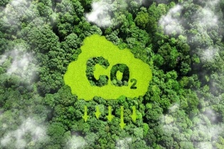 Nhiều tỉnh muốn tham gia bán tín chỉ carbon rừng, Cục Lâm nghiệp nói gì?
