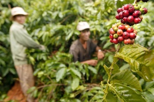 Nông sản đua nhau lập kỷ lục xuất khẩu