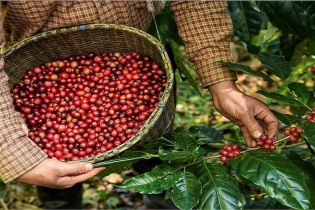 Ngành nông nghiệp lấy lại đà tăng trưởng trong bối cảnh mới