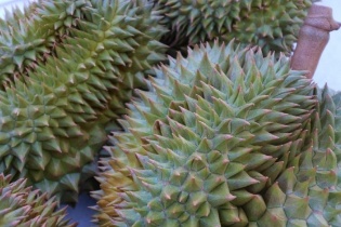 Campuchia gia nhập đường đua xuất khẩu sầu riêng sang Trung Quốc