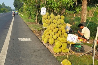 Loạn giá sầu riêng, có nơi rẻ ngang tô phở