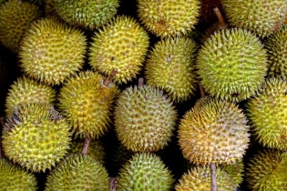 Sầu riêng Việt có thêm “giấy thông hành” vào thị trường lớn nhất thế giới