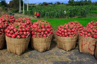 Thanh long, hồ tiêu "tắc đường" sang EU vì vướng thủ tục chứng nhận an toàn