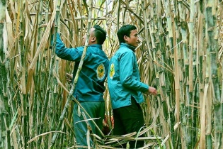 Việt Nam có thể thu tín chỉ carbon từ cây mía vào cuối năm nay