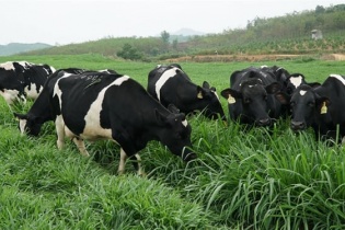 Nghịch lý ngành sữa: Thị trường sôi động, nhưng đàn bò sữa suy giảm Nghịch lý ngành sữa: Thị trường sôi động, nhưng đàn bò sữa suy giảm