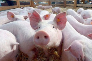 Bắt đầu triển khai mô hình “chung cư” nuôi heo