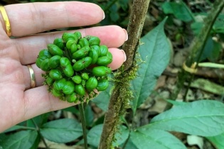 “Báu vật” giữa đại ngàn làm thay đổi cuộc đời đồng bào dân tộc Lai Châu