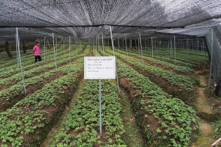 Trồng “cây vàng” dưới tán rừng, nông dân Bắc Hà lội ngược dòng nghèo đói