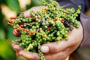 Xuất khẩu “vàng đen” lập kỷ lục, Việt Nam giữ vững vị thế số 1 về nguồn cung