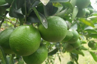 Trung Quốc mở cửa thị trường cho bưởi, chanh của Việt Nam