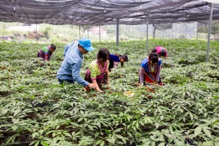 Lai Châu định hình nông nghiệp hàng hóa, dược liệu theo hướng kinh tế xanh