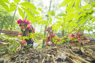 Sâm Lai Châu: “Mỏ vàng” dược liệu đang chờ đánh thức
