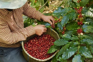 Cà phê Việt Nam đối mặt “cơn gió ngược” từ thị trường thế giới