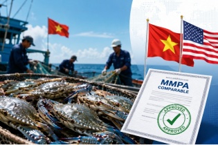 Ghẹ Việt Nam giữ vững “thẻ xanh” tại thị trường Hoa Kỳ