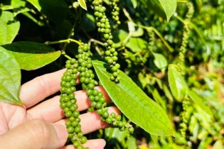 Xuất khẩu "vàng đen" tăng mạnh giữa biến động địa chính trị