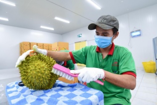 Ngành sầu riêng vào giai đoạn bản lề, lấy chất lượng làm “tấm hộ chiếu mới”