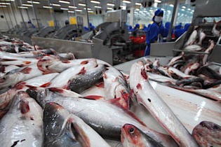 Lãi kỷ lục, thuỷ sản Nam Việt tăng mức chia cổ tức