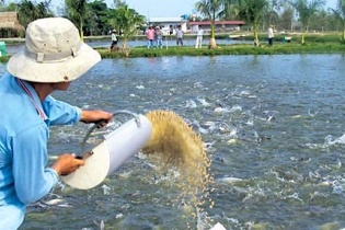 Doanh nghiệp cá tra ra sức đầu tư vào vùng nuôi