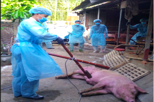 TP.HCM công bố thông tin ổ dịch tả heo châu Phi đầu tiên tại quận 9