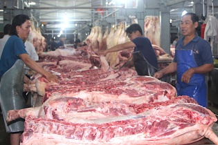 Hỗ trợ từ 8.000-30.000 đồng/kg heo hơi đã tiêu huỷ do dịch tả lợn châu Phi