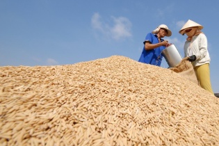 Doanh nghiệp lo xuất khẩu gạo khó đến cuối năm