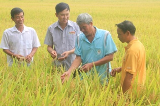 Lộc Trời thu về hơn 1.500 tỷ đồng doanh thu từ thuốc bảo vệ thực vật