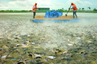 Nam Việt tiếp tục liên doanh với đối tác Hàn Quốc khởi động lại dự án collagen và gelatin