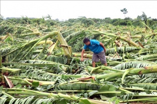 Tháo gỡ rào cản để phát triển bảo hiểm nông nghiệp