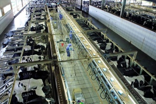 Phê duyệt Chiến lược phát triển ngành sữa đến năm 2045