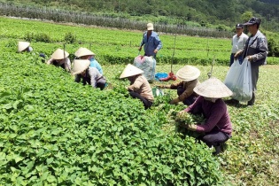 Tổ hợp tác được hưởng các chính sách như hợp tác xã