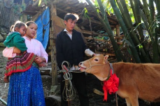 Bò giống “cõng” niềm vui về bản nghèo