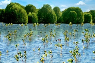 Tiềm năng, lợi thế và tài nguyên của tỉnh Cà Mau