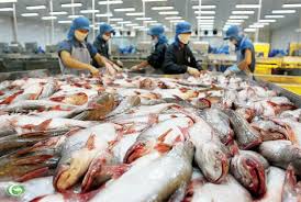 Xuất khẩu cá tra 2015 có thể đạt 1,7 tỷ USD, giảm so với năm 2014