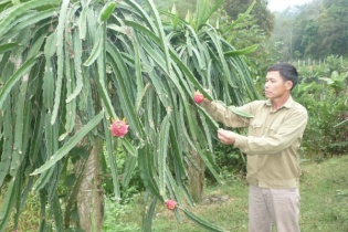 "Vua" thanh long vùng Tây Bắc