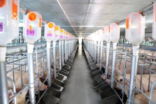 Thịt heo an toàn: Ai giám sát từ trại nuôi tới tay người tiêu dùng?