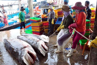 5h sáng mai, Đà Nẵng đồng loạt bán cá sạch